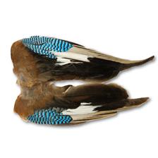 AILES DE GEAI JMC