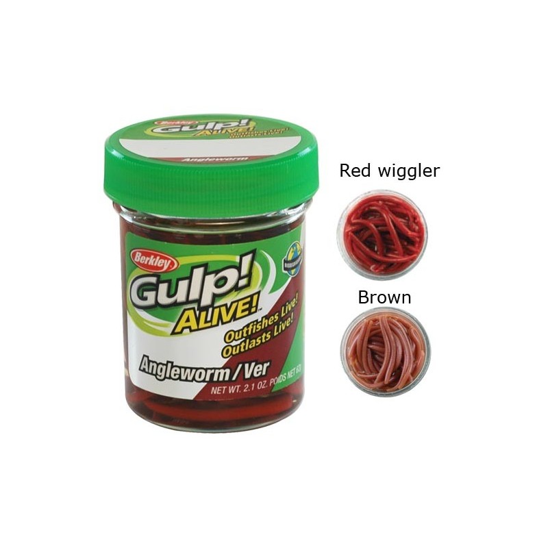 APPAT BERKLEY GUKP ALIVE ANGLE WORM 5CM - POT DE 60 Red Wiggler image