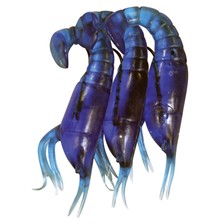 BAS DE LIGNE AUTAIN CREVETTES BLEUES