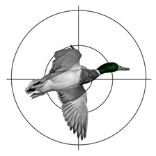 CIBLE PAPIER CHAMPION CANARD