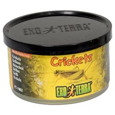 INSECTES EXOTERRA CRIKETS