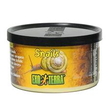 INSECTES EXOTERRA ESCARGOTS SANS COQUILLE