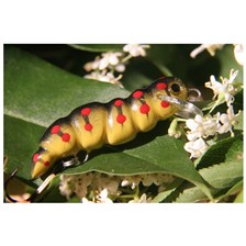 LEURRE FLOTTANT MICROBAIT CHENILLE CLOWN