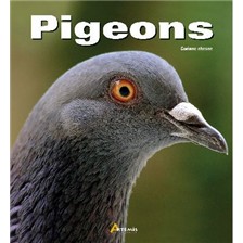 LIVRE - PIGEONS