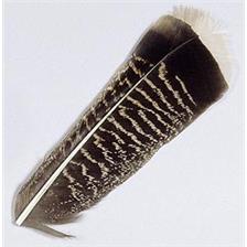 LONG TAIL BROWN JMC