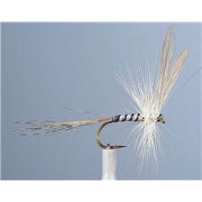 MOUCHE JMC EPHEMERE MAI 5 - LOT DE 6