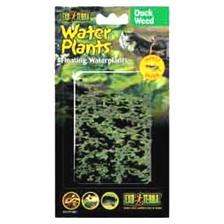 PLANTE AQUATIQUE EXOTERRA HERBE A CANARDS