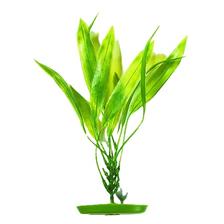 PLANTE PLASTIQUE MARINA AMAZON SWORD