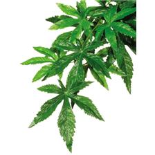 PLANTE SOIE EXOTERRA ABUTILON