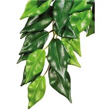 PLANTE SOIE EXOTERRA FICUS