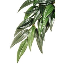 PLANTE SOIE EXOTERRA RUSCUS