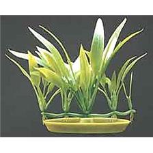 PLANTE SOIE MARINA CRYPTOCORYNE BECKETTII