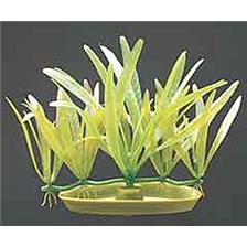PLANTE SOIE MARINA PIGMYCHAIN SWORD