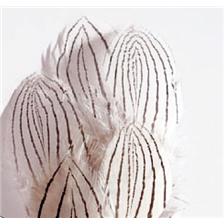 PLUMES DE FAISAN JMC SILVER