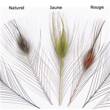 QUILL D'OEIL DE PAON EBARBE JMC