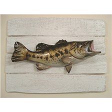SCULPTURE DEMI-COQUE CAP VERT BLACK BASS