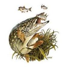 TEE SHIRT TECHNIPECHE CHASSE DE BROCHET