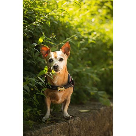 ABSTOSSENDE, WIEDERAUFLADBARE ULTRASCHALLCHIPS UND ZECKEN TICKLESS MINI DOG