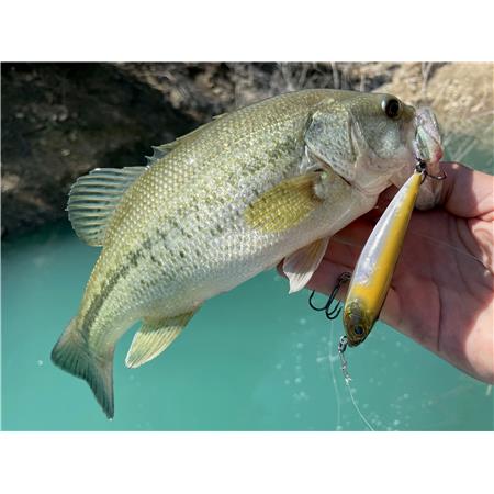 AMOSTRA DE SUPERFÍCIE STUCKI FISHING FANATICS STRAYER 60F - 6CM