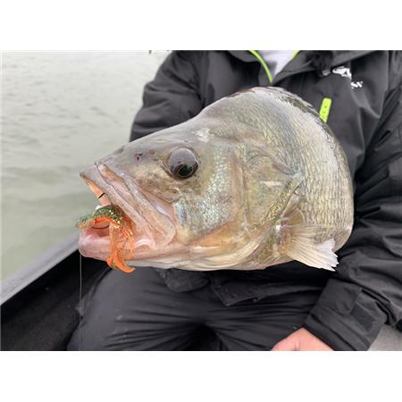 AMOSTRA FLEXÍVEL MONKEY LURES CRABY LUI - 7.5CM - PACK DE 6