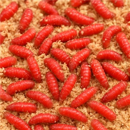 Asticots Rouge
