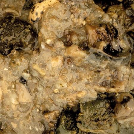 ATRATIVO LÍQUIDO NATURAL NASHBAIT MUSSEL BLEND