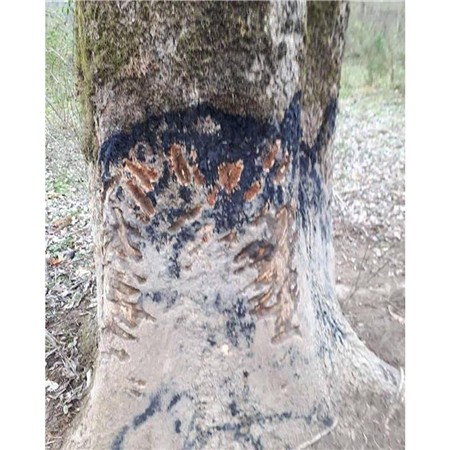 ATTRACTANT WILD BOAR BLACK FIRE ORIGINAL
