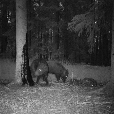 ATTRACTANT WILDSCHWEIN BLACK FIRE ORIGINAL