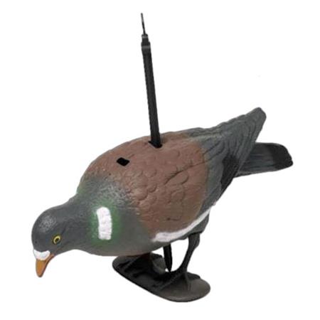 Calling Fritzmann Pigeon Au Posé
