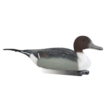 Calling Stepland Male Pintail