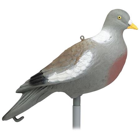 Calling Stepland Pigeon Without Leg