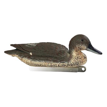 Calling Stepland Pintail Female