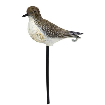 Calling Stepland Plover - Pack Of 36