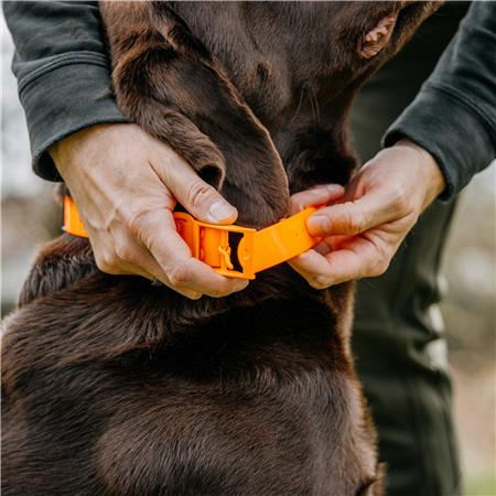 COLAR CÃO EUROHUNT HP&G
