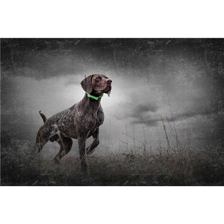 COLAR DE REGISTRO SPORTDOG GPS TEK 1.5