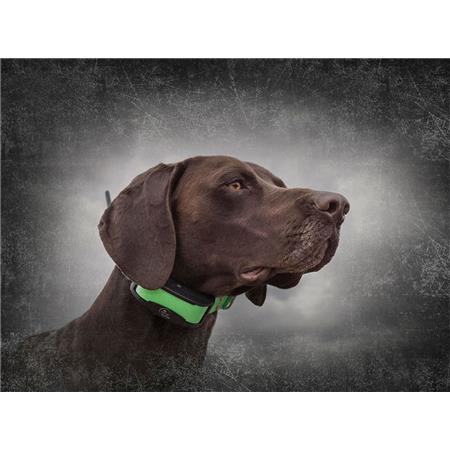 COLAR DE REGISTRO SPORTDOG GPS TEK 1.5