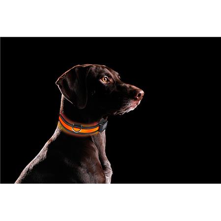 COLAR EYENIMAL LUMINEUSE UB RECHARGEABLE