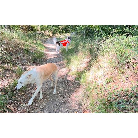 COLETE DE SINALIZAÇÃO CANIHUNT FLASH V3
