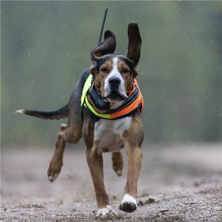 COLLAR GPS TRACKER ARTEMIS 4G IOT/2G