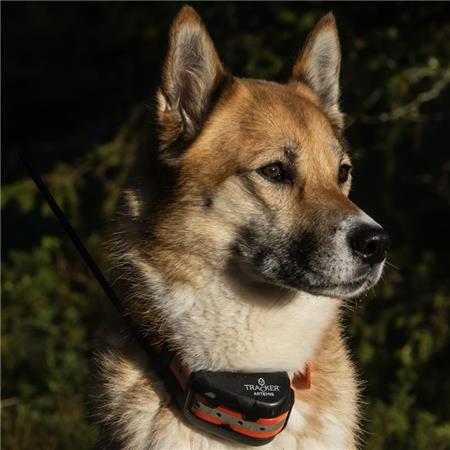 COLLAR GPS TRACKER ARTEMIS 4G IOT/2G