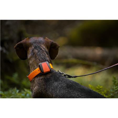COLLAR GPS TRACKER BARK 4G IOT