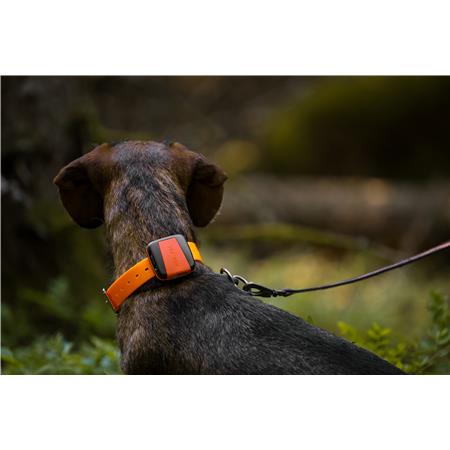 COLLARE GPS TRACKER BARK 4G IOT