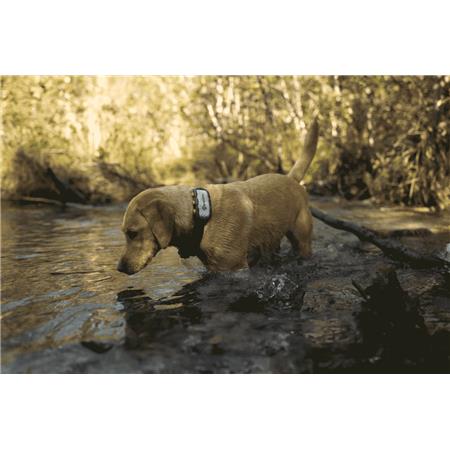 COLLIER DE REPÉRAGE TRACTIVE DOG XL EDITION AVENTURE