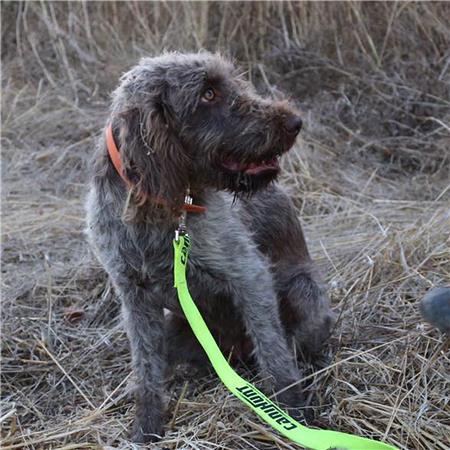 CORREA PERRO PLANA CANIHUNT PLATE