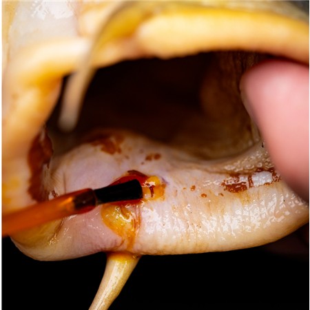 CUIDADO DESINFETANTE PRO ELITE BAITS MEDICARP ANTISEPTICO
