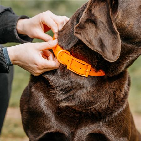 DOG COLLAR EUROHUNT HP&G