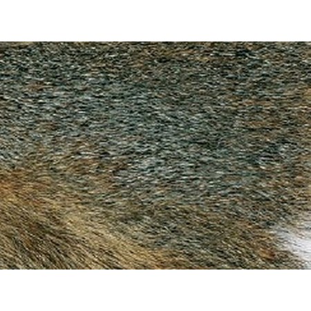 Eichhörnchenfell Auf Haut Jmc Grau