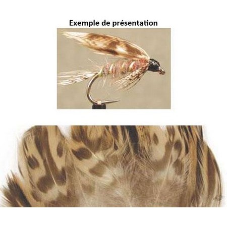 Flanco De La Pata Tof