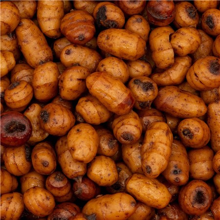 FORBEREDTE KORN POSEIDON PARTICLES TIGERNUTS XXL