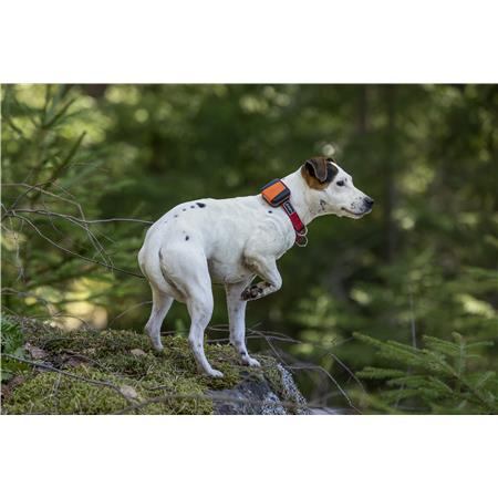 GPS COLLAR TRACKER BARK 4G IOT